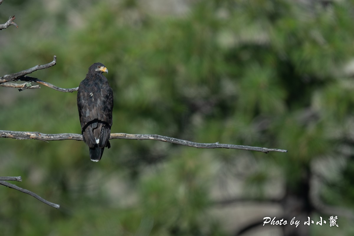 Common Black Hawk - ML622864925