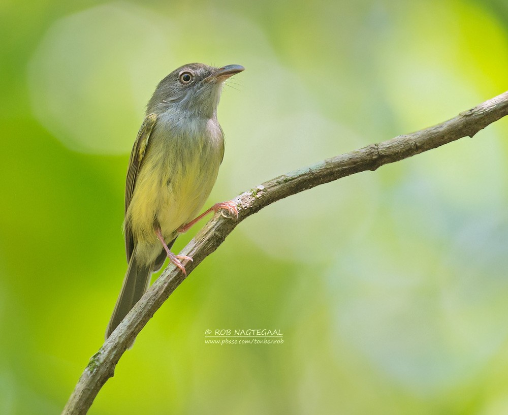 Northern Bentbill - ML622864940