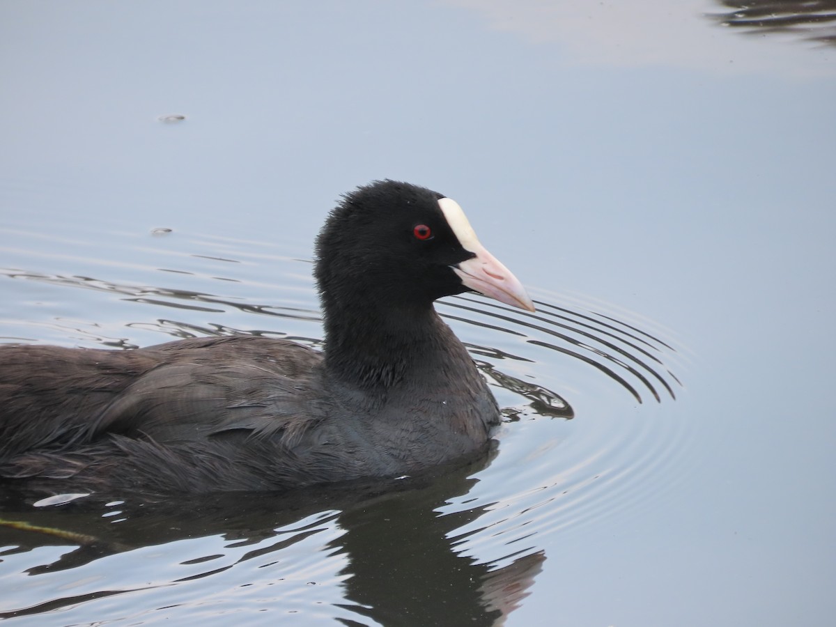 Eurasian Coot - Mingyun Seo