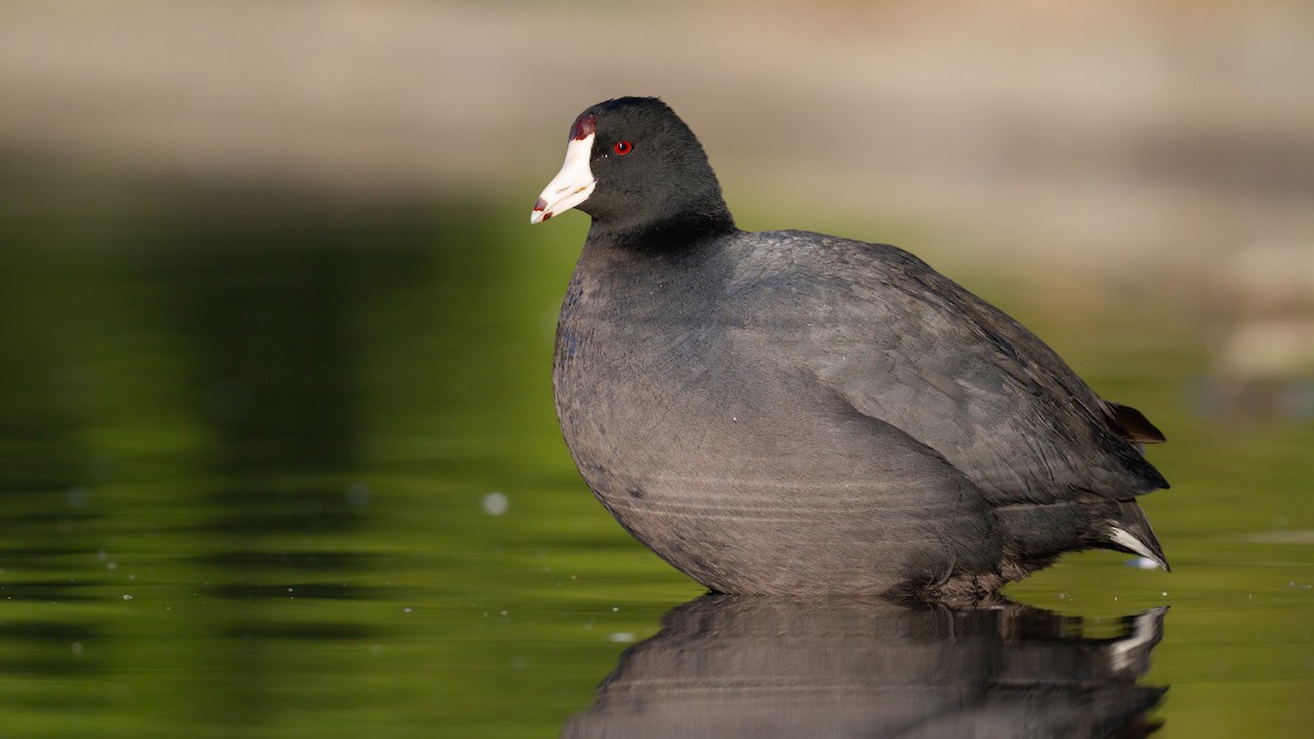 American Coot - Sasha Cahill