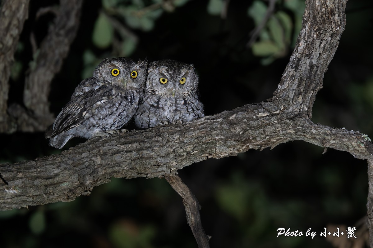 Whiskered Screech-Owl - ML622865085