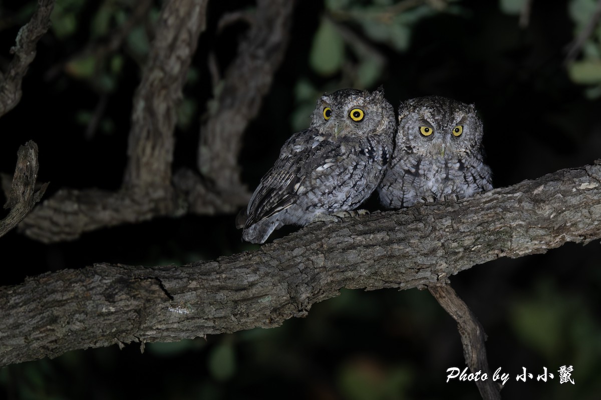 Whiskered Screech-Owl - ML622865086