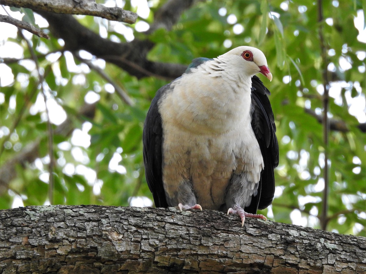 White-headed Pigeon - ML622865090