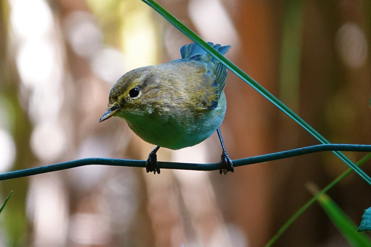 Common Chiffchaff - Edurne Ugarte