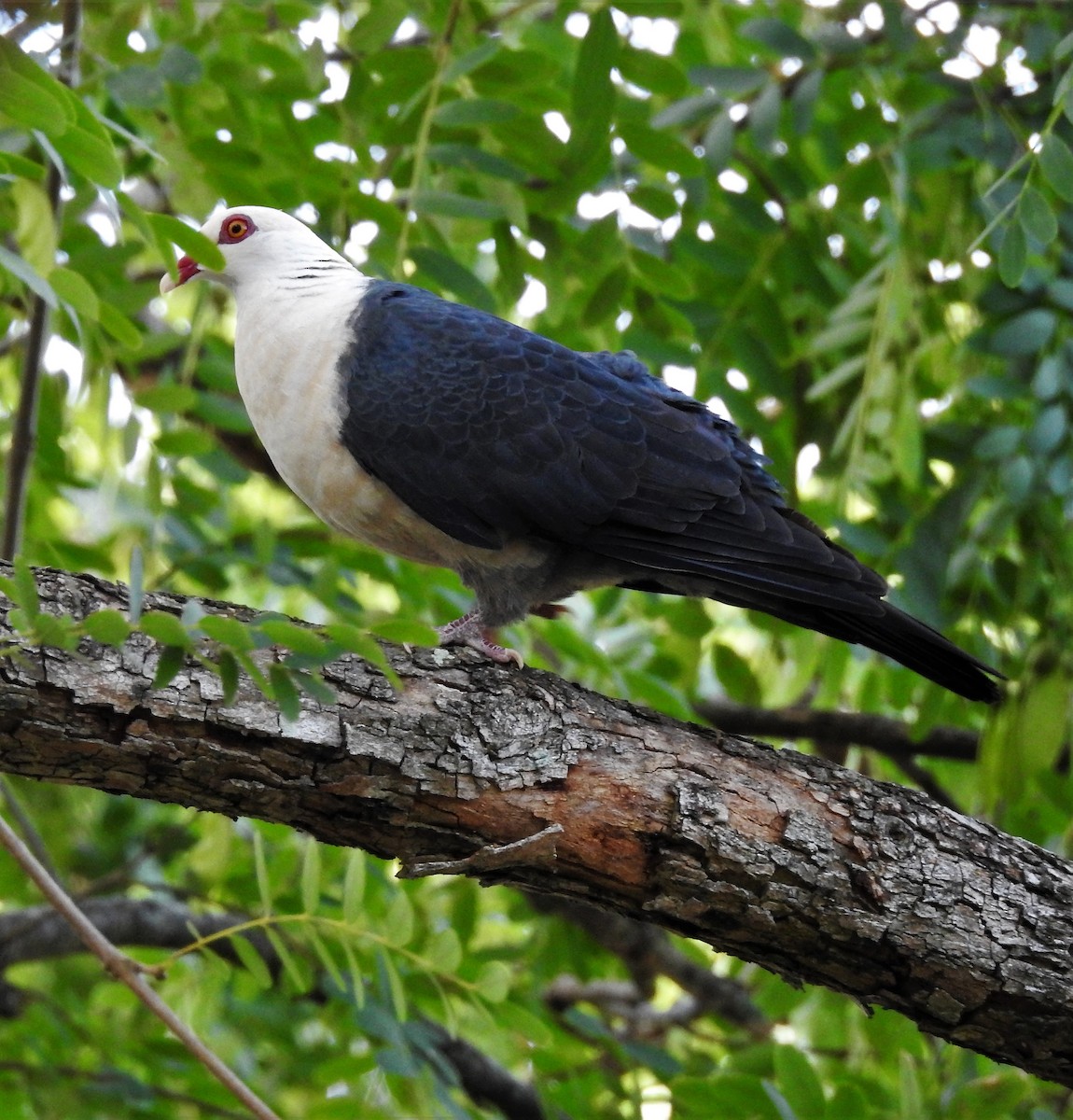 White-headed Pigeon - ML622865095