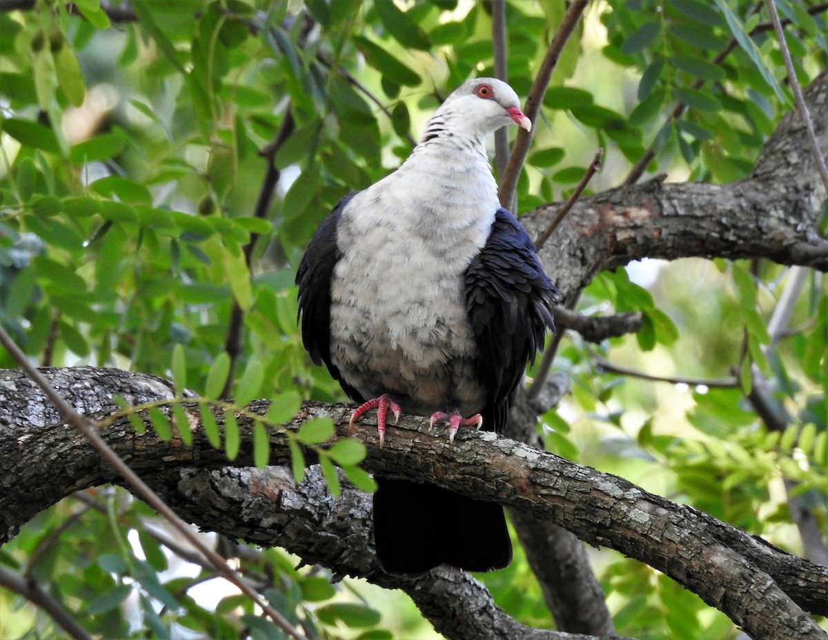 White-headed Pigeon - ML622865098