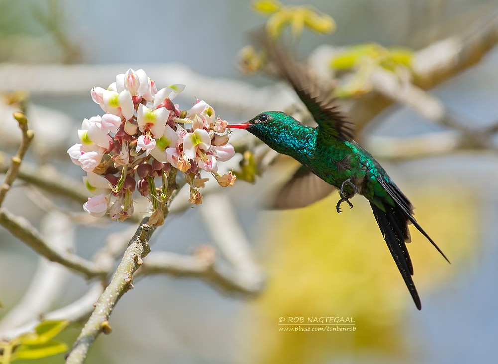 Cozumel Emerald - ML622865178