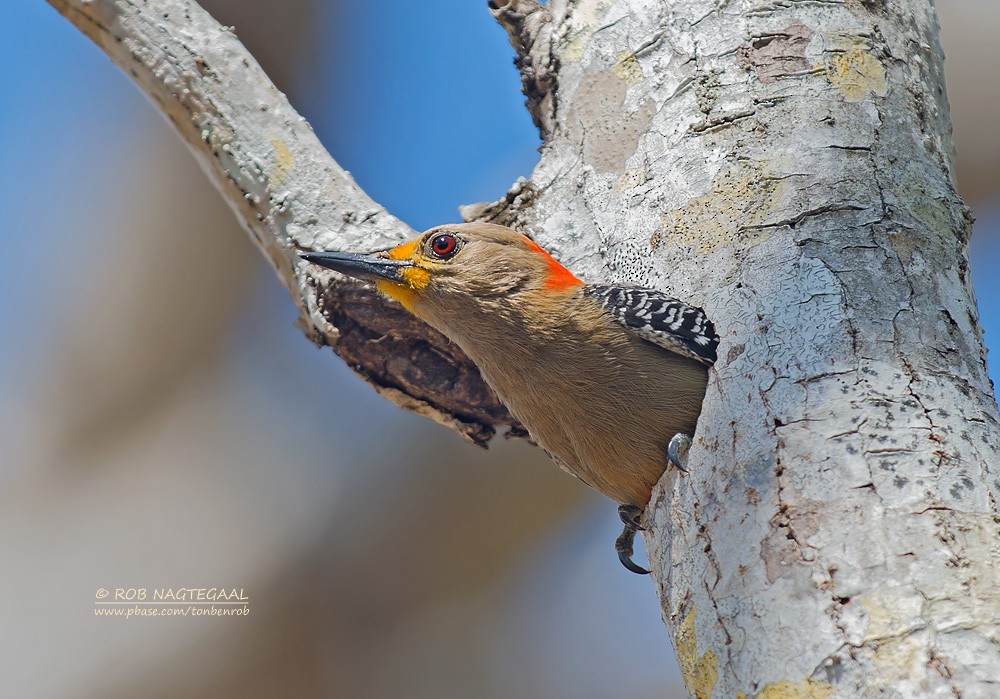 Yucatan Woodpecker - Rob Nagtegaal