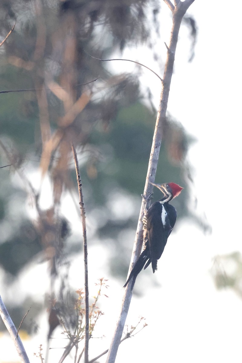 Lineated Woodpecker - ML622865208