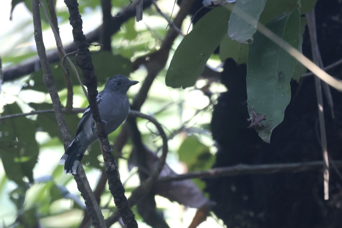 Amazonian Antshrike - ML622865226