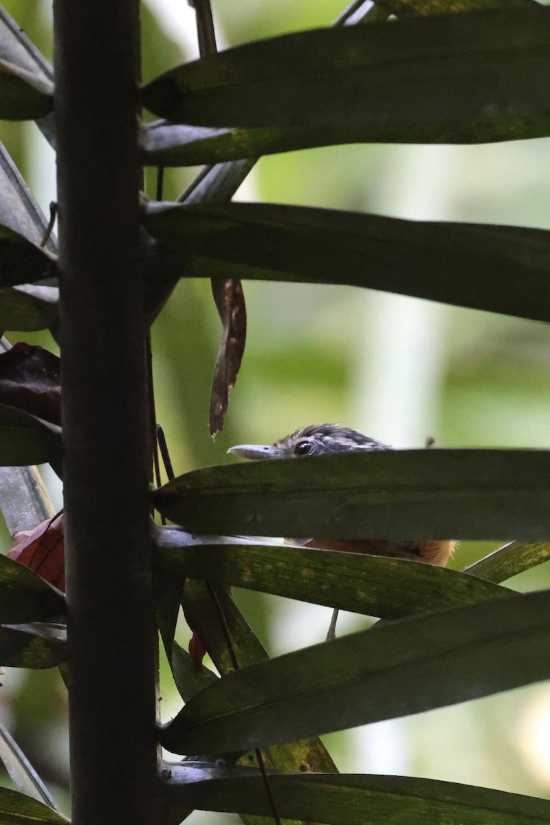 Peruvian Warbling-Antbird - ML622865231