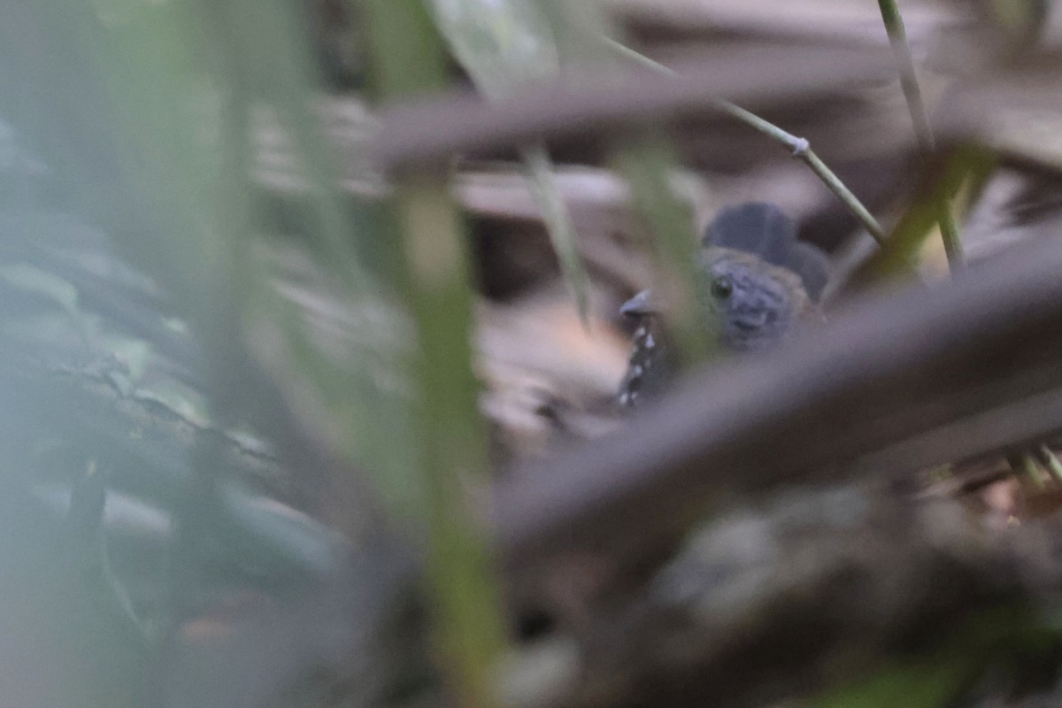 Black-throated Antbird - ML622865237