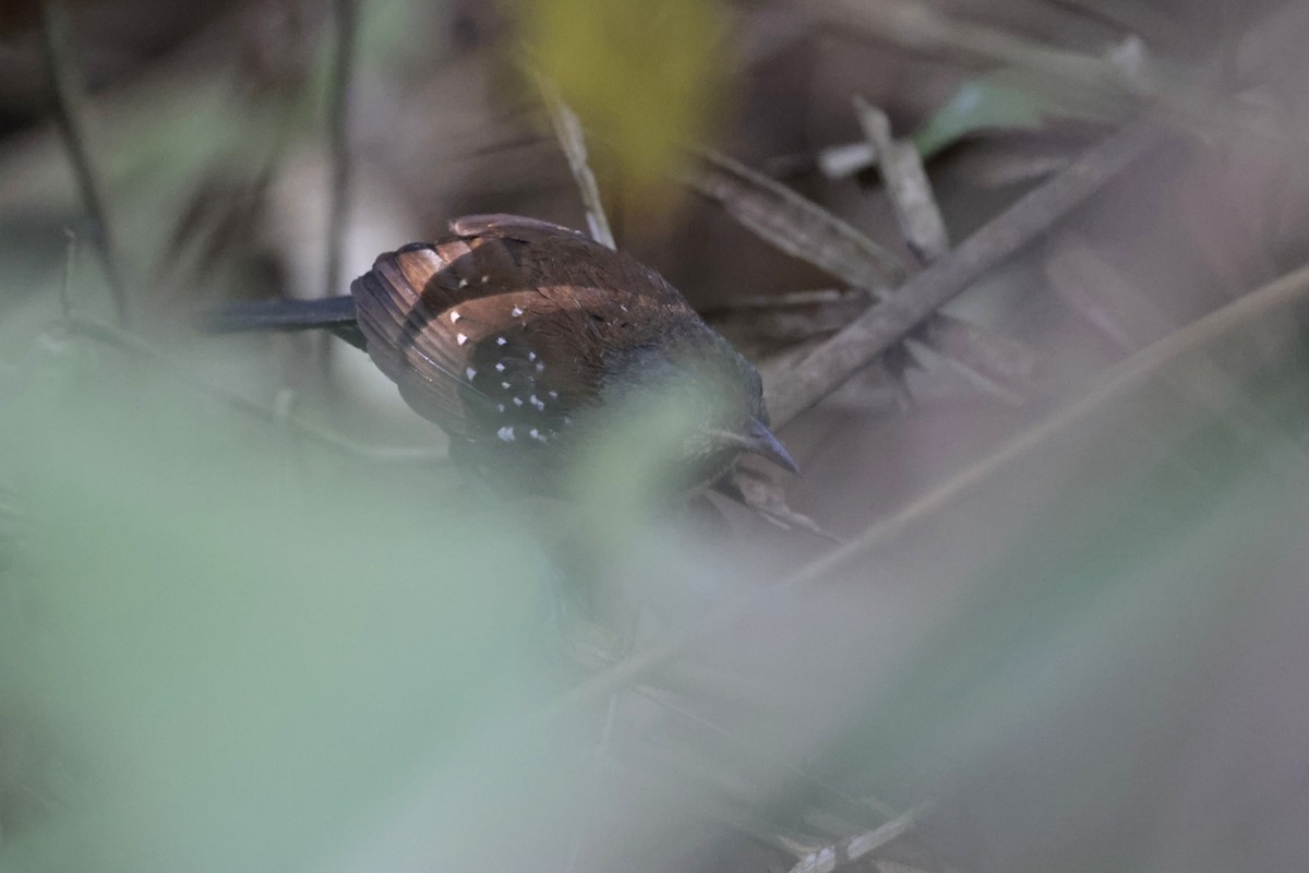 Black-throated Antbird - ML622865238