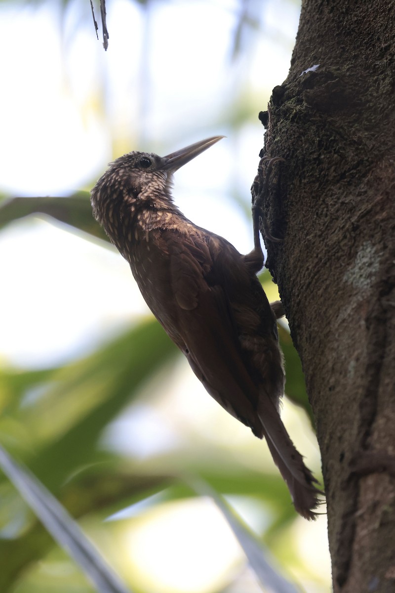 Buff-throated Woodcreeper (Lafresnaye's) - ML622865250