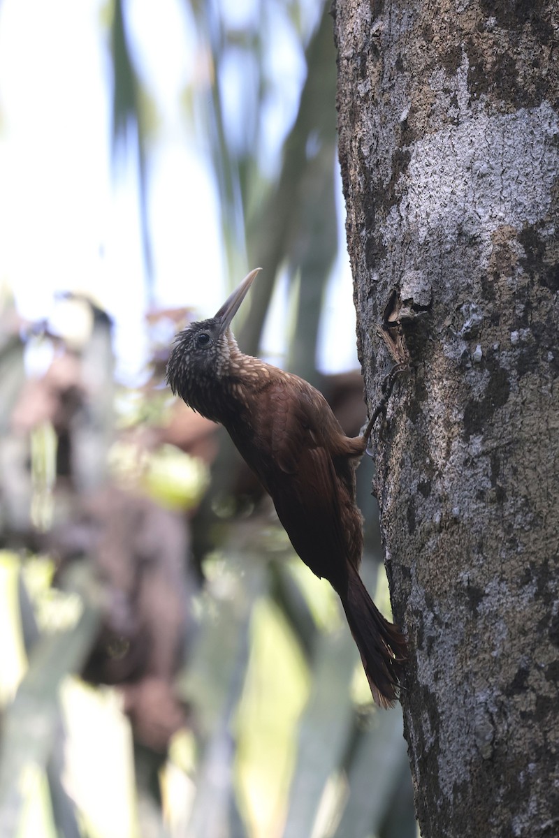 Buff-throated Woodcreeper (Lafresnaye's) - ML622865251