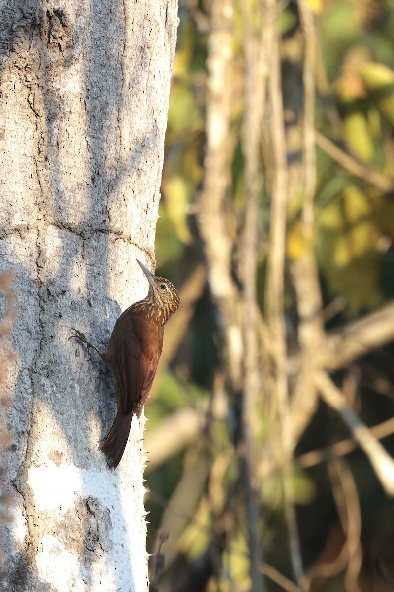 Straight-billed Woodcreeper - ML622865262