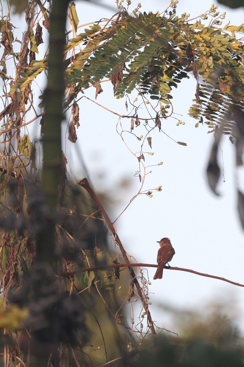 Rufous Casiornis - ML622865269