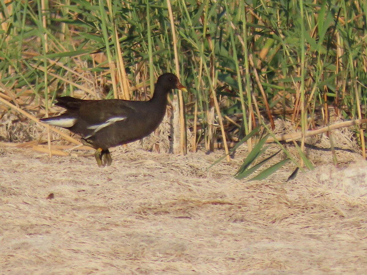 Eurasian Moorhen - Stamatis Zogaris