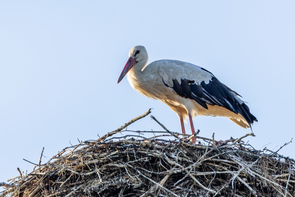 White Stork - Gabi Uhrova