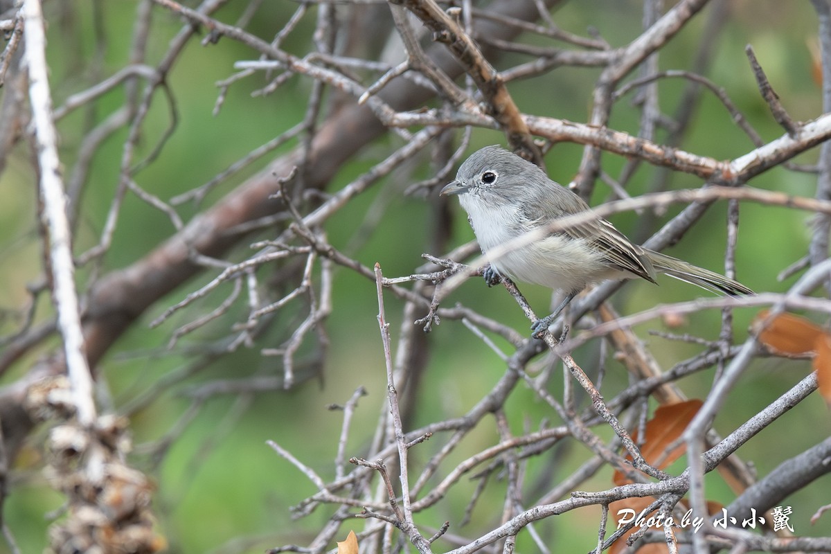 Vireo Gris - ML622865283