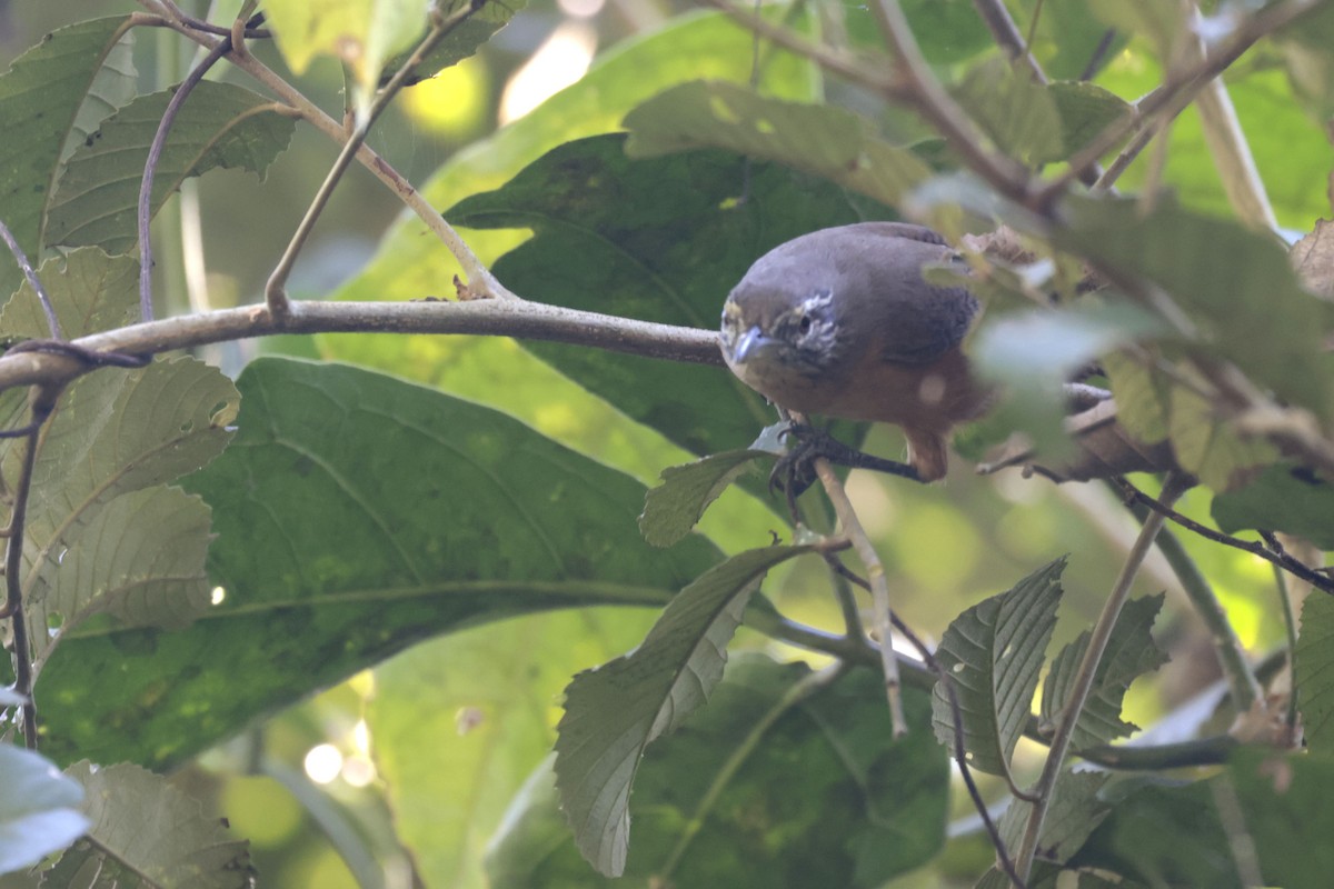 Fawn-breasted Wren - ML622865285