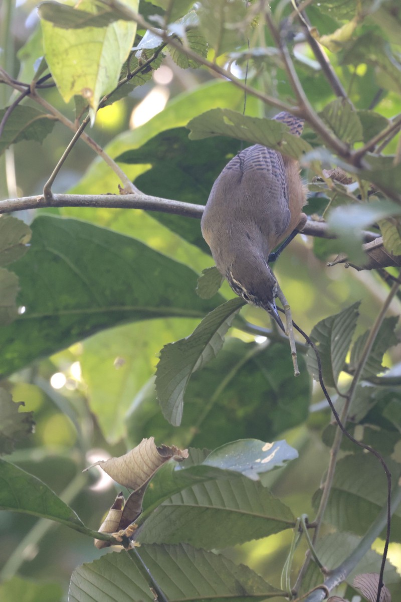 Fawn-breasted Wren - ML622865286