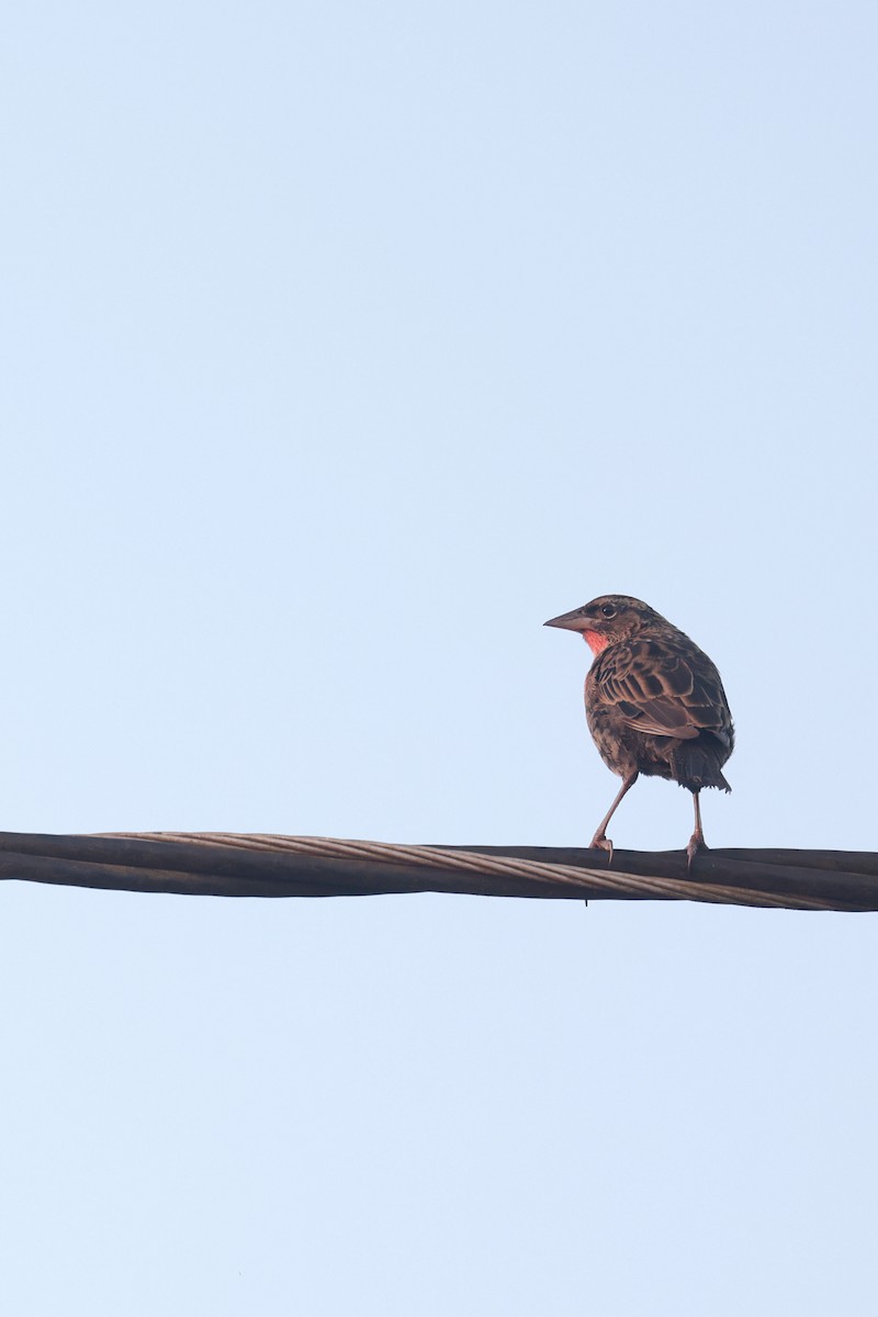 Red-breasted Meadowlark - ML622865287