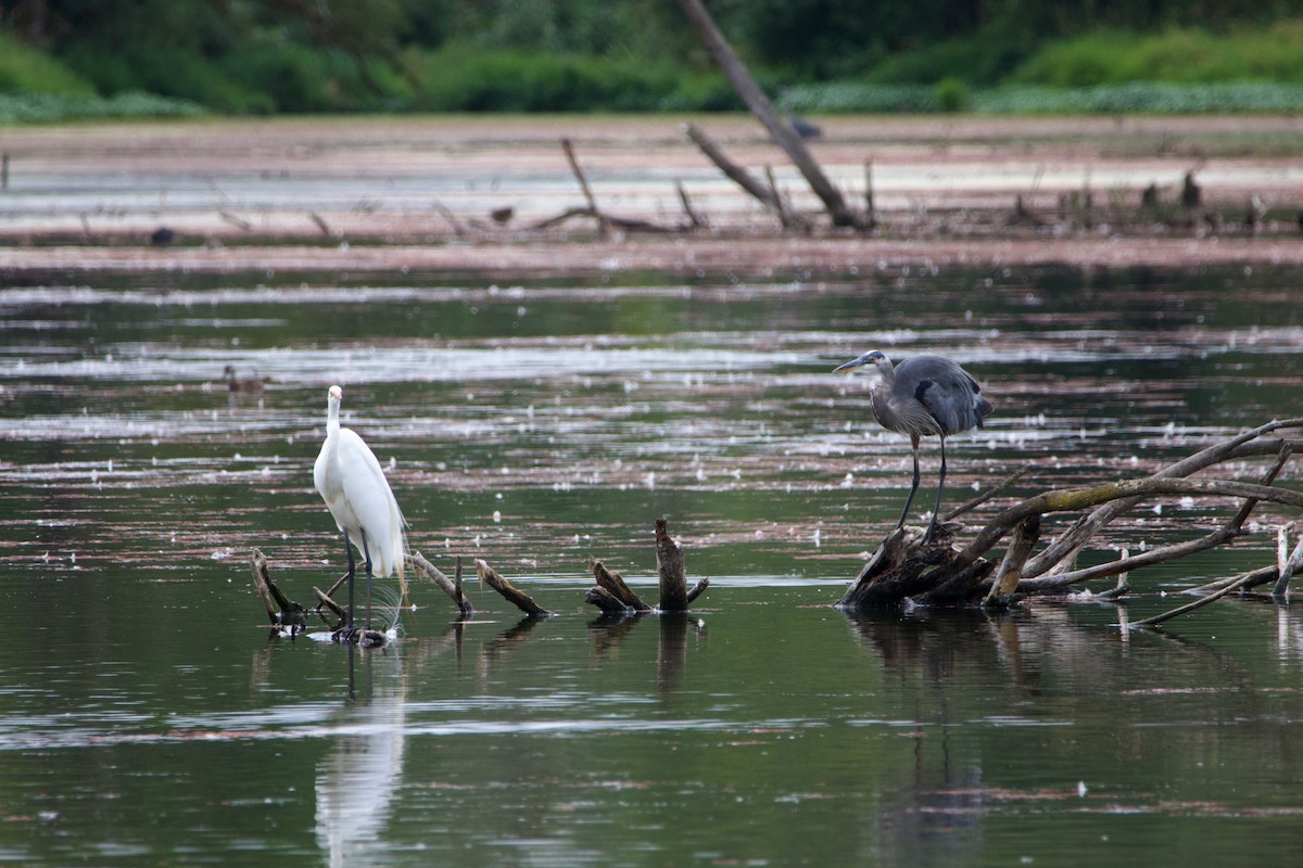 Great Blue Heron (Great Blue) - Anonymous