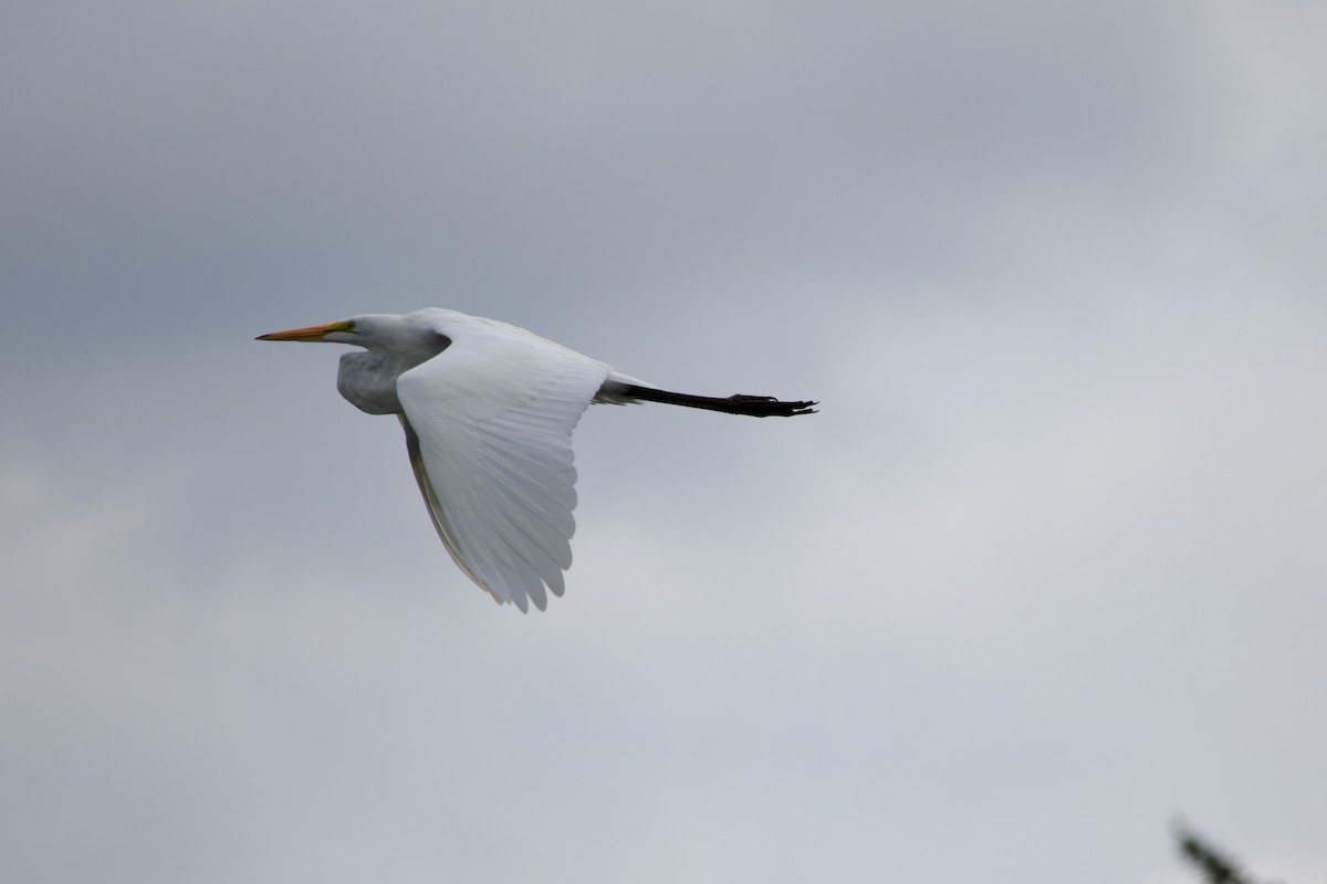 Great Egret - Anonymous