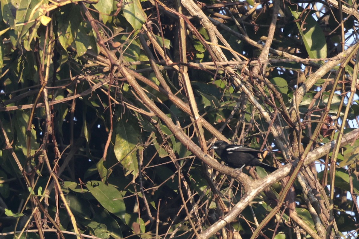 White-shouldered Tanager - ML622865302