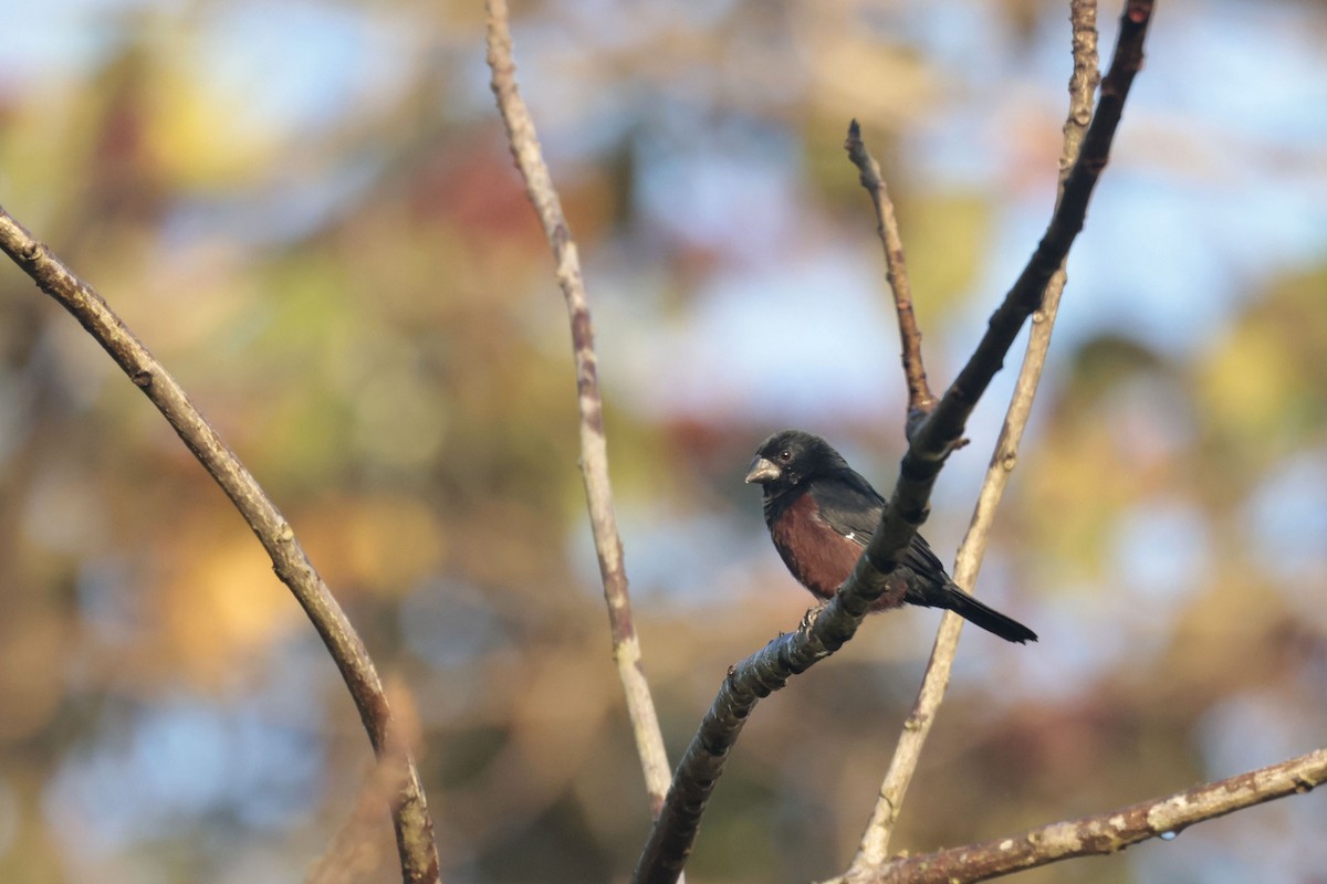 Chestnut-bellied Seed-Finch - Daniel Branch