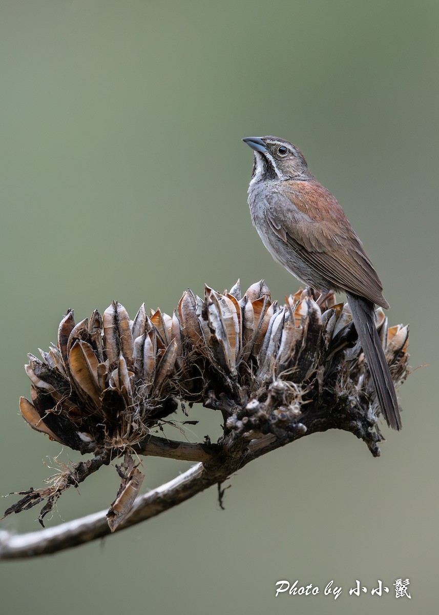 Five-striped Sparrow - ML622865346