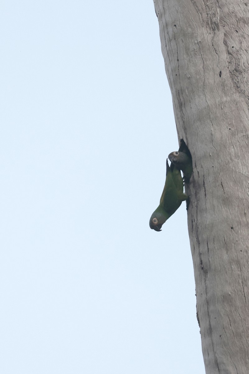 Dusky-headed Parakeet - ML622865347