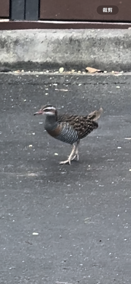 Buff-banded Rail - ML622865366