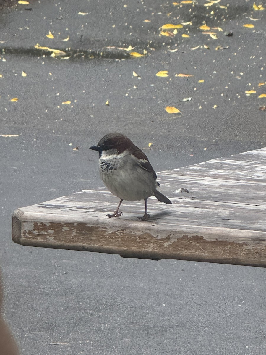 House Sparrow - Hin Fan Alvin lee