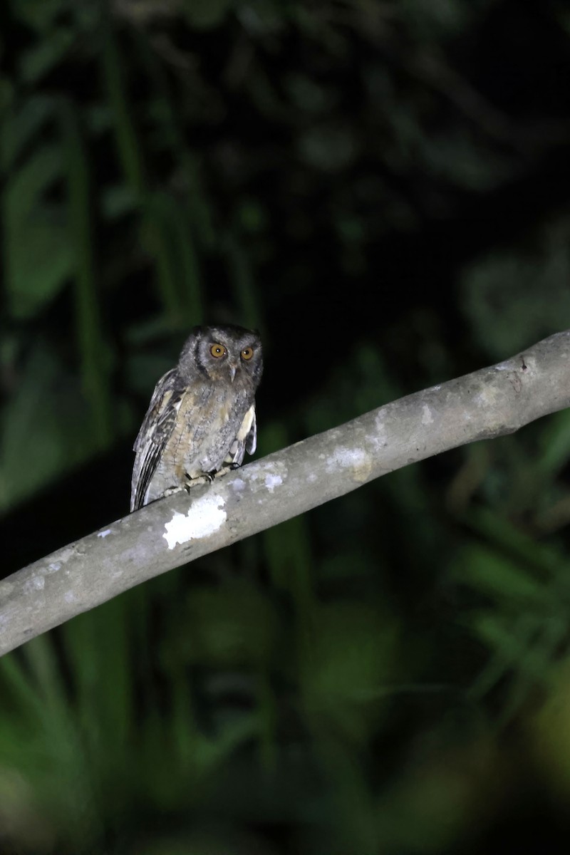 Tawny-bellied Screech-Owl (Austral) - ML622865433