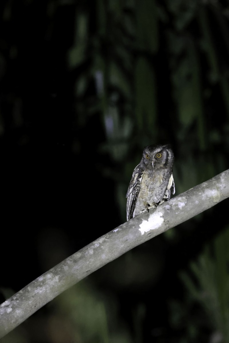 Tawny-bellied Screech-Owl (Austral) - ML622865434