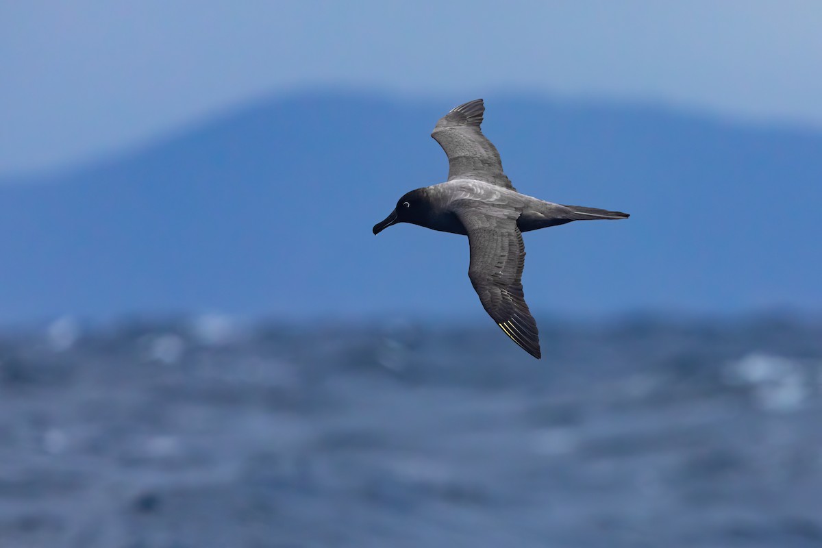 Light-mantled Albatross - ML622865437