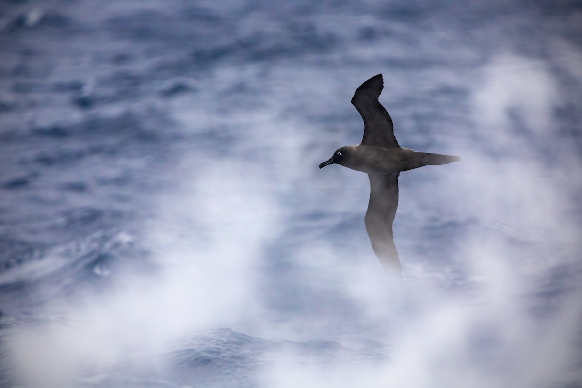 Graumantelalbatros - ML622865438