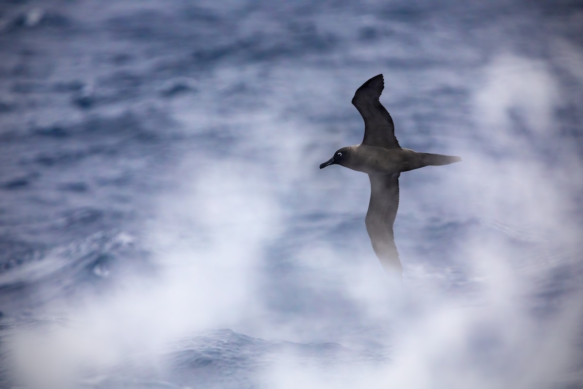 Light-mantled Albatross - JJ Harrison