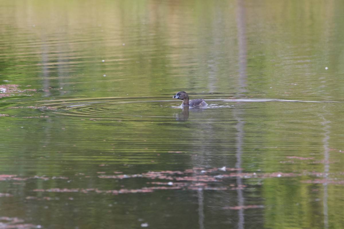 Pied-billed Grebe - Anonymous