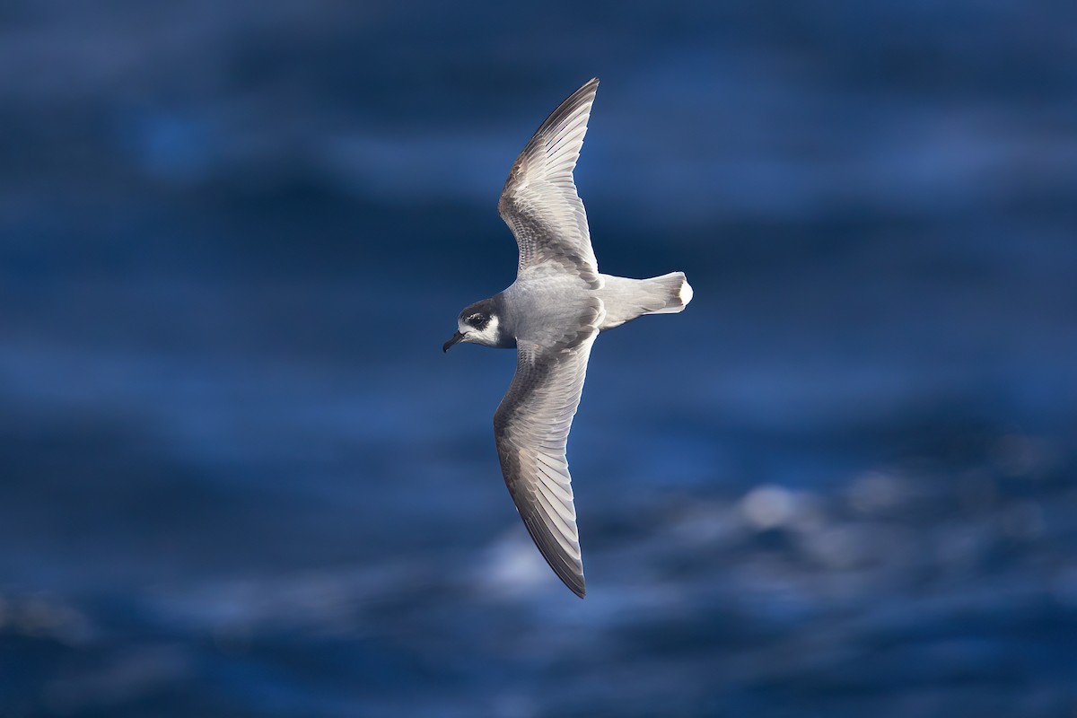 Blue Petrel - ML622865447