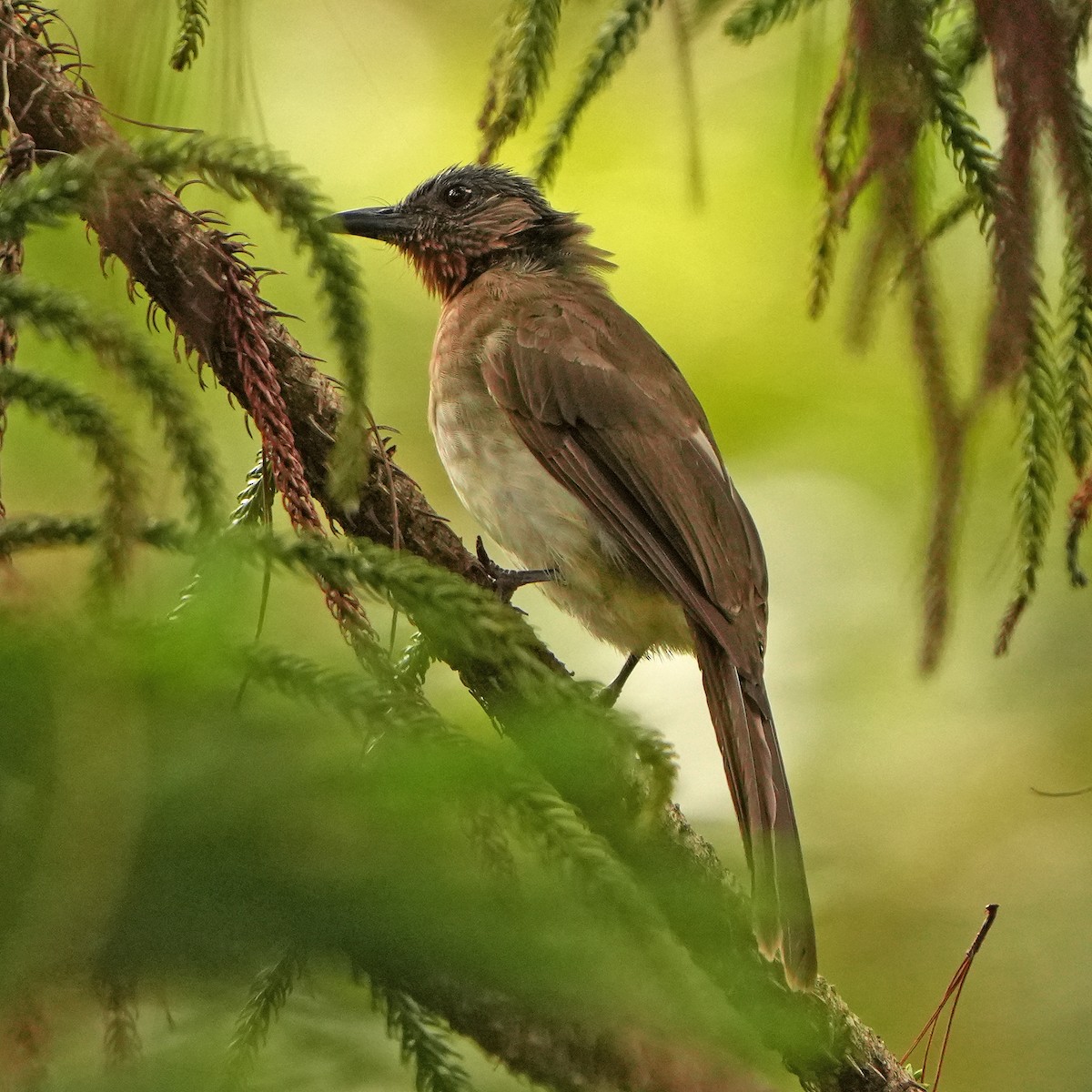 Philippine Bulbul - ML622865451