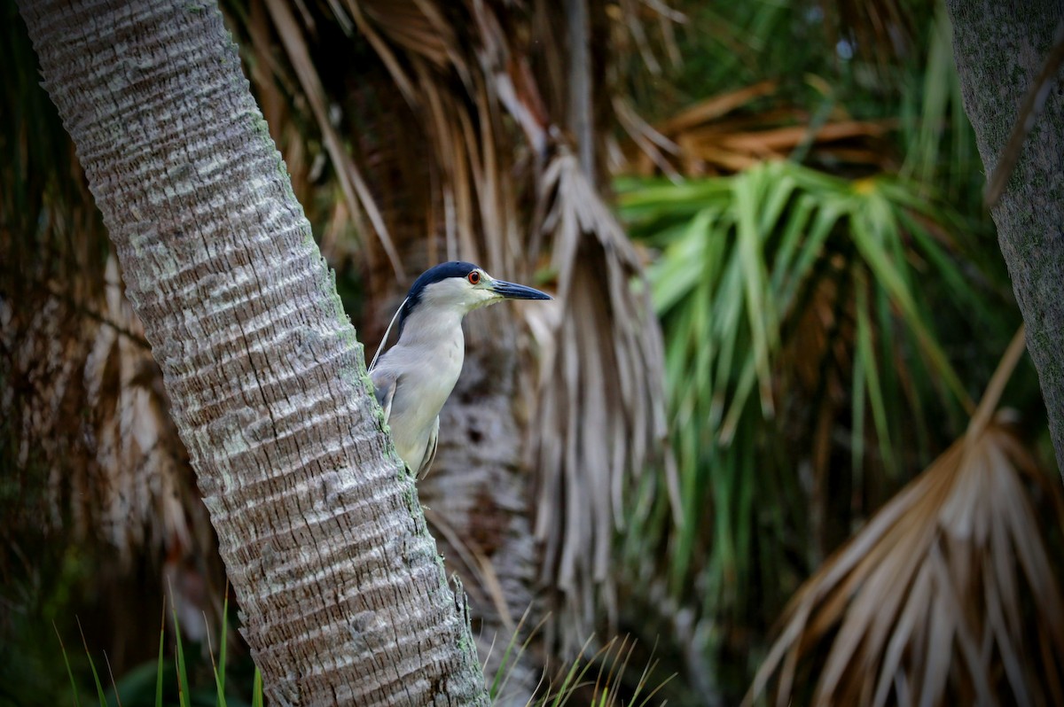 Black-crowned Night Heron - ML622865456