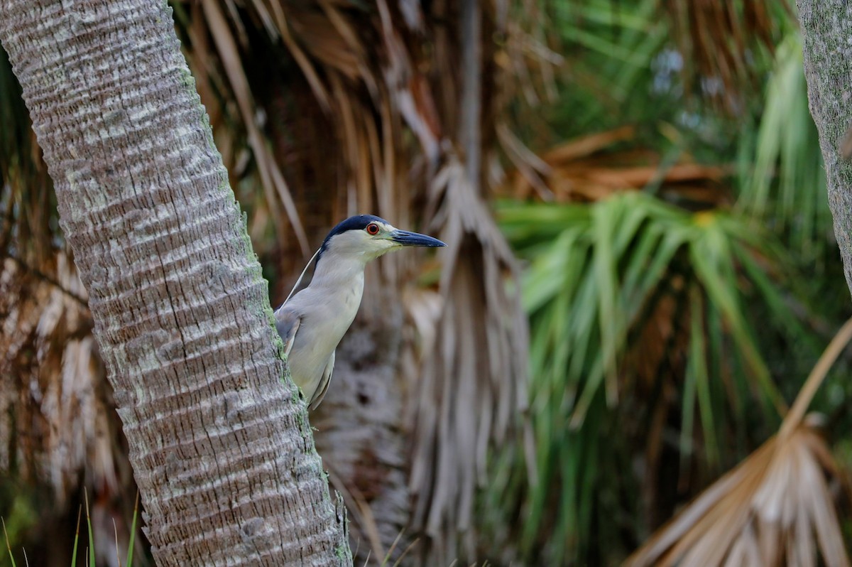 Black-crowned Night Heron - ML622865457