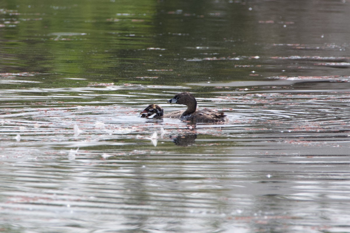 Pied-billed Grebe - Anonymous