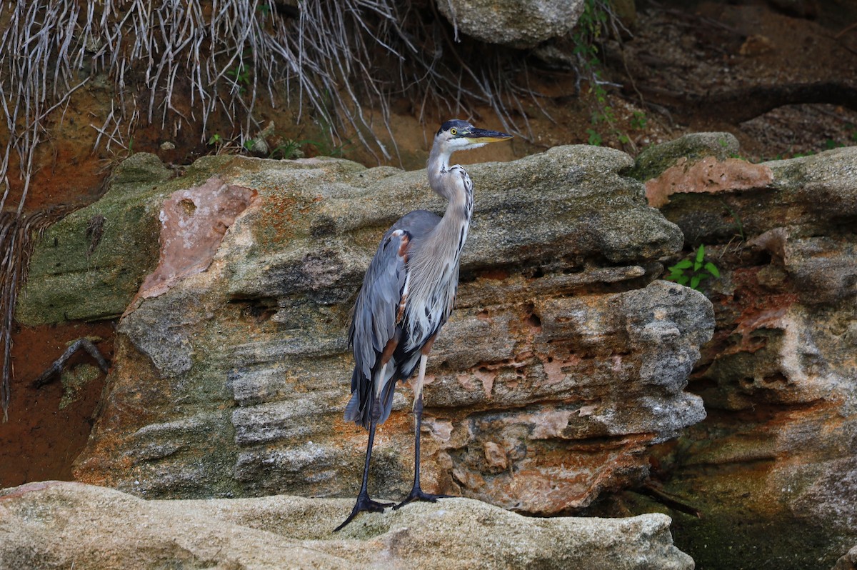 Great Blue Heron - ML622865478