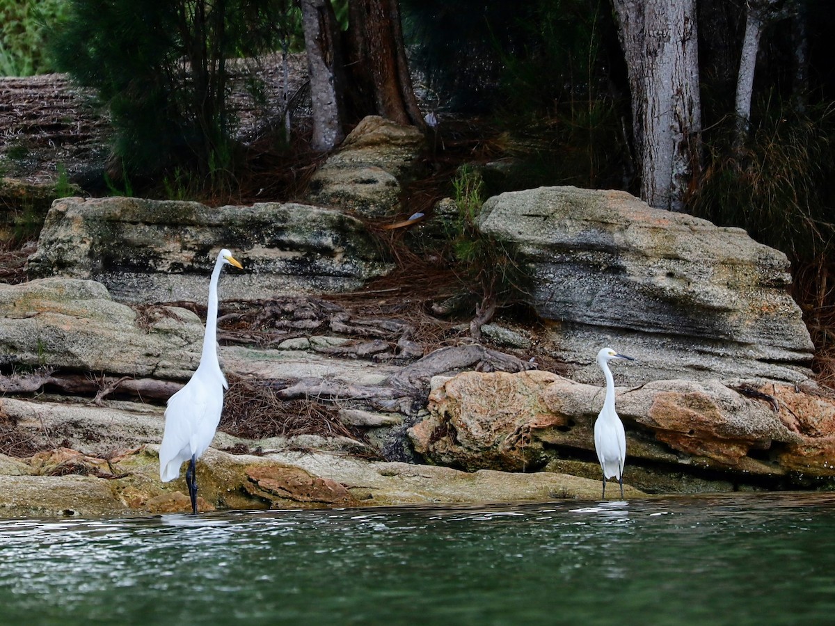 Great Egret - ML622865483