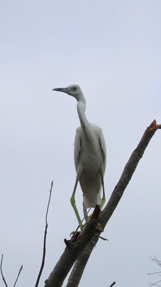 Little Blue Heron - Nolan Kerr