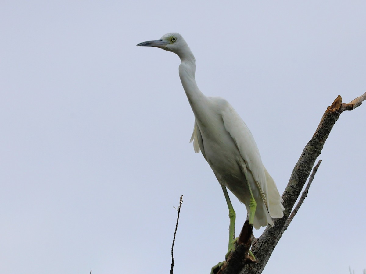 Little Blue Heron - ML622865508